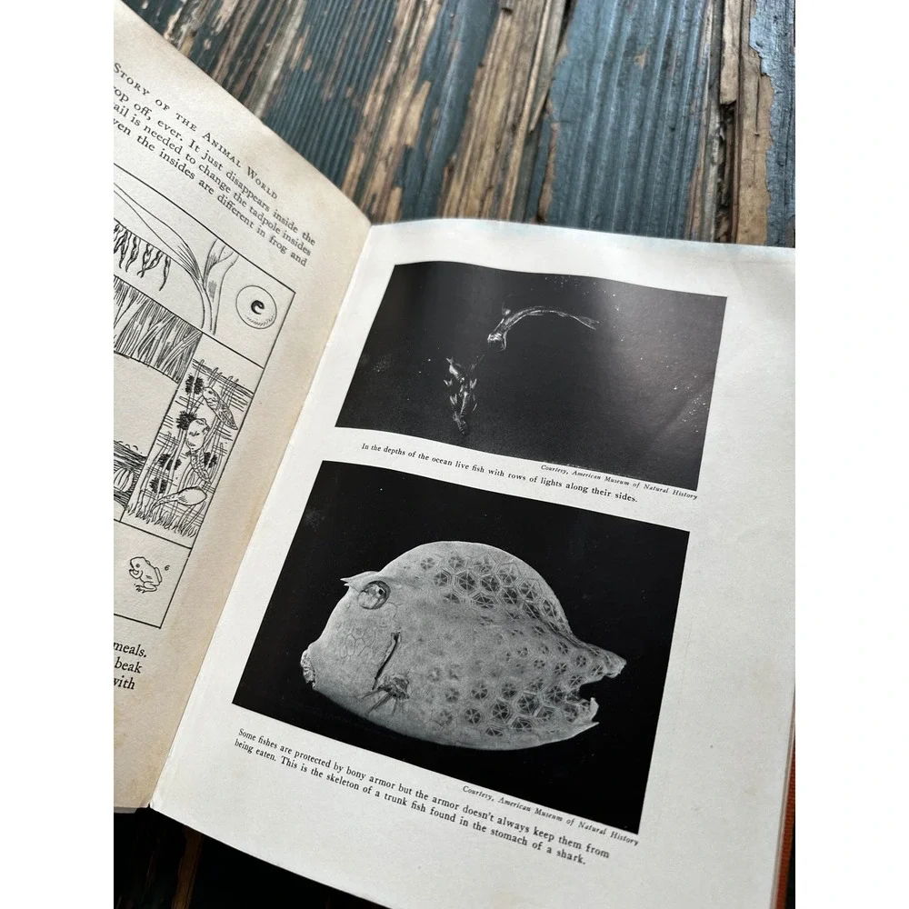 A‎ Child's Story of the Animal World 1936 Edward G Huey Vintage Hardcover Book